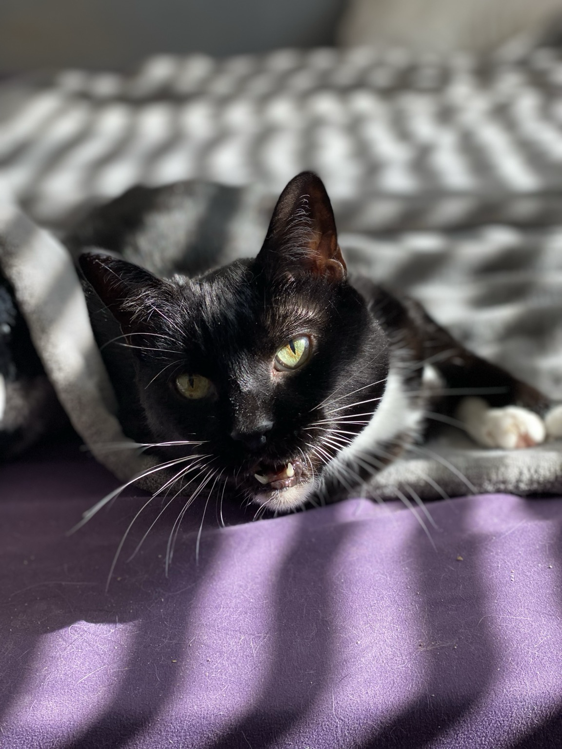 My cat Dinah lying on the bed sunbathing. There are blocks of sunlight and shadows over Dinah and the bed from the open blinds. Dinah has her mouth open mid meow.
