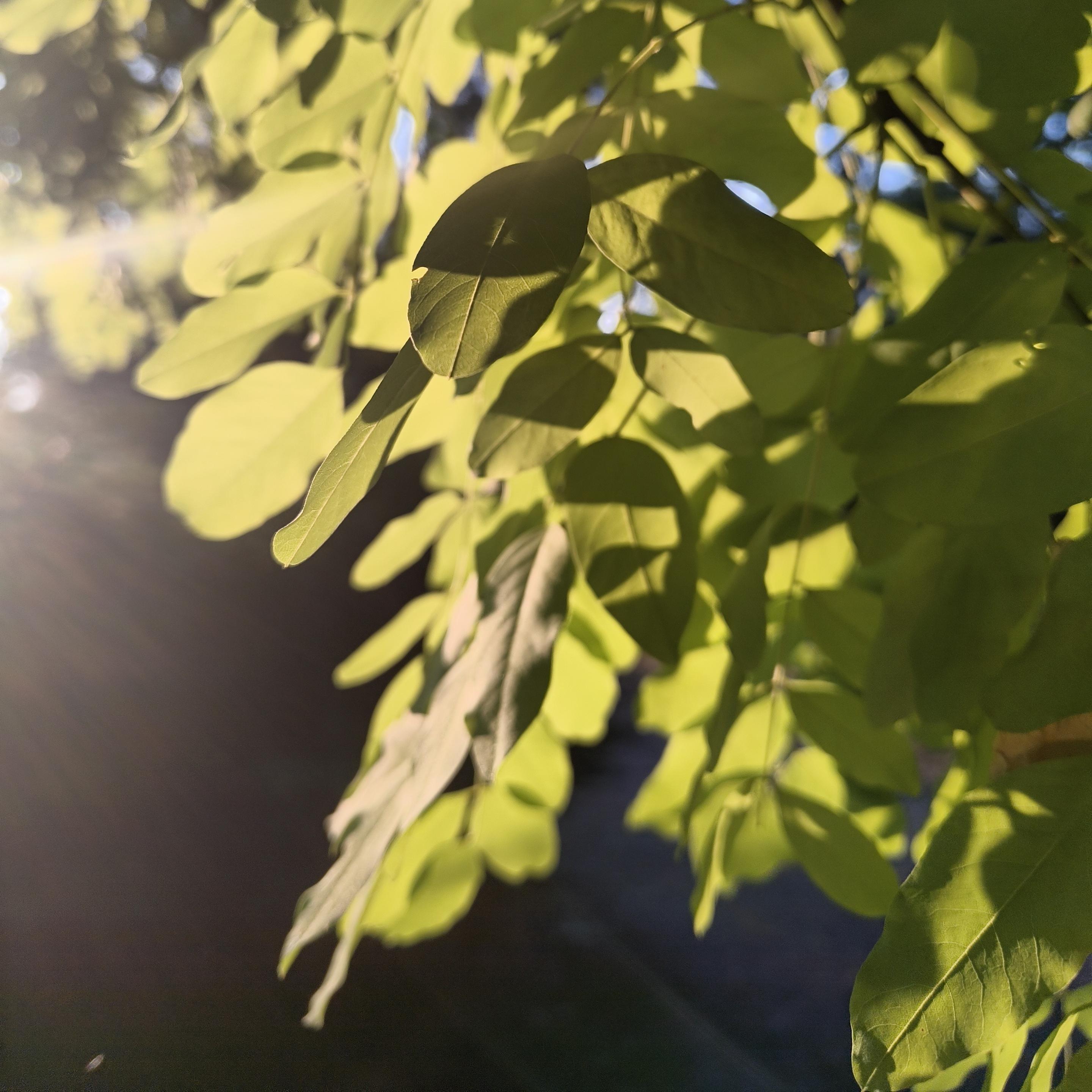 Close up of the bright morning sun shining through the intense, light green, frail leaves of a young tree in front of the blue morning sky.